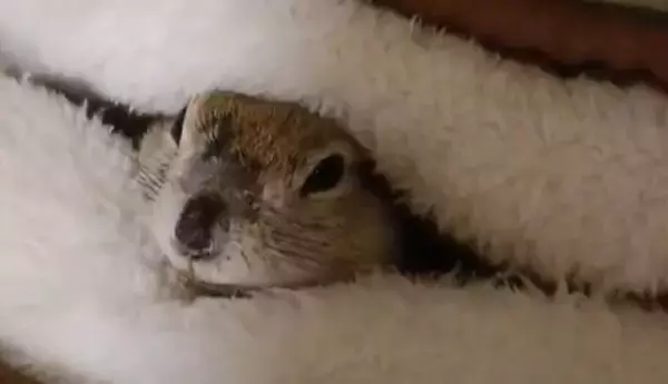 「シャッターガラガラ！」「閉店でーす」　あまりにもクセになる〝リスの仕草〟に4.5万人夢中