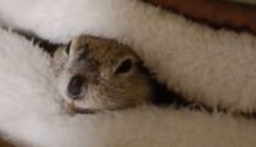 「シャッターガラガラ！」「閉店でーす」　あまりにもクセになる〝リスの仕草〟に4.5万人夢中