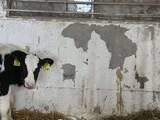 「「もしかして世界地図作ろうとしてる？」　牛が披露した〝天才的作品〟に6.6万人驚がく」の画像1