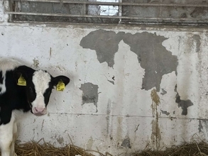 「もしかして世界地図作ろうとしてる？」　牛が披露した〝天才的作品〟に6.6万人驚がく