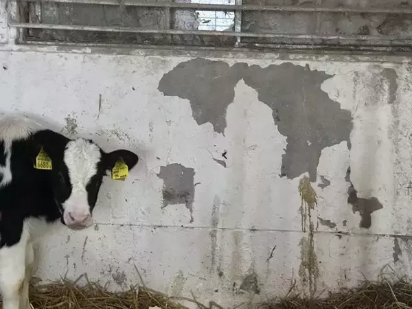 「もしかして世界地図作ろうとしてる？」　牛が披露した〝天才的作品〟に6.6万人驚がく