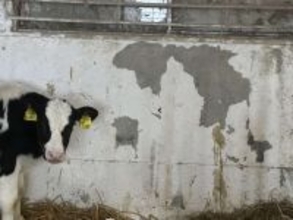 「もしかして世界地図作ろうとしてる？」　牛が披露した〝天才的作品〟に6.6万人驚がく