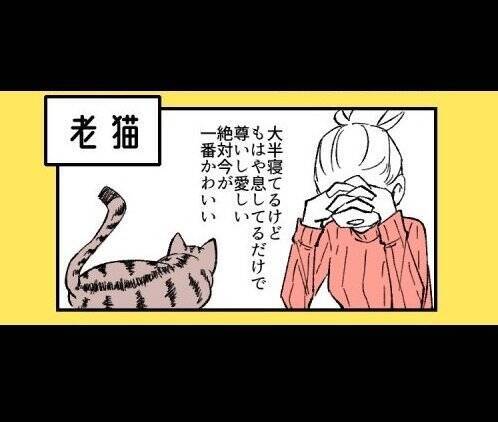 子猫も成猫も老猫も 絶対今が一番かわいい ニャンコの 飼い主あるある 描いた漫画に反響 19年10月3日 エキサイトニュース