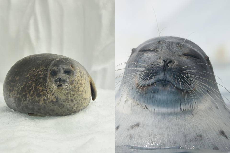 ずっとムギュっとしてたい 海遊館の アザラシクッション がリアルでかわいい 19年10月17日 エキサイトニュース