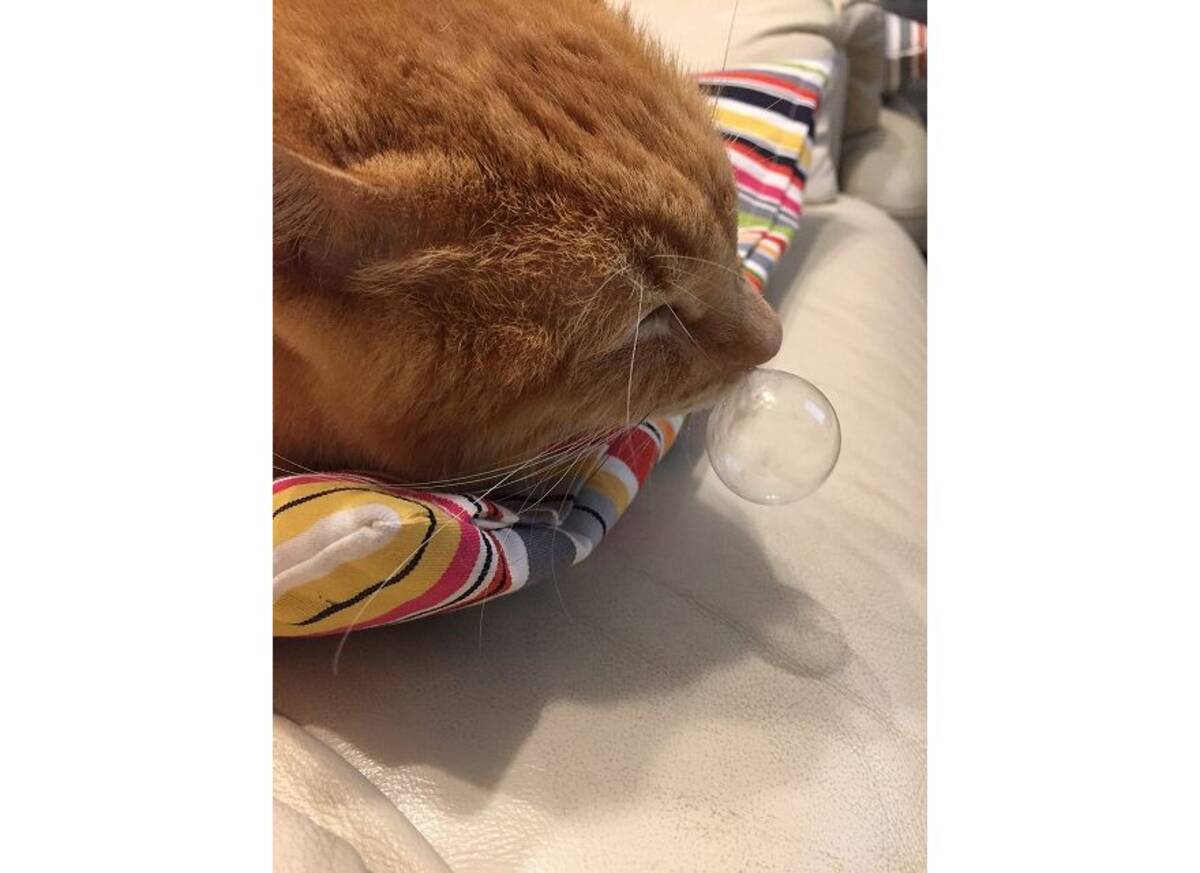 めっちゃ気持ちよさそう でっかい鼻ちょうちんを出して眠るにゃんこに癒される 19年10月17日 エキサイトニュース めっちゃ気持ちよさそう でっかい鼻ちょうちんを出して眠るにゃんこに癒される 19年10月17日 エキサイトニュース