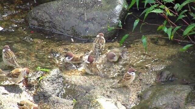 まるで温泉の団体客 朝から楽しそうに水浴びするスズメさん達の動画に癒される 19年10月25日 エキサイトニュース