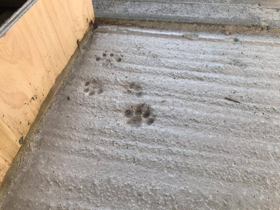 コンクリートにくっきり足跡が 工事現場に無断侵入 その証拠写真がこちら 19年10月27日 エキサイトニュース