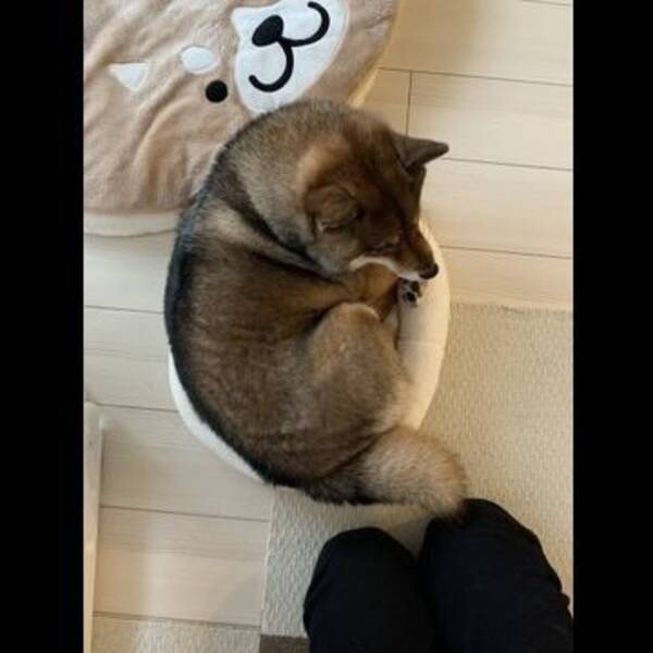 気持ちはずっと子犬のまま 大人になっても小さなベッドを選んでしまう柴犬がかわいい 19年11月8日 エキサイトニュース 気持ちはずっと子犬のまま 大人になっても小さなベッドを選んでしまう柴犬がかわいい 19年11月8日 エキサイトニュース