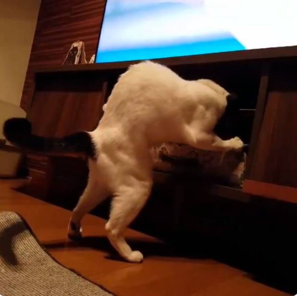 あなた本当に猫なの 立ち上がって棚を物色するニャンコが人間にしか見えない 19年11月11日 エキサイトニュース あなた本当に猫なの 立ち上がって棚を物色するニャンコが人間にしか見えない 19年11月11日 エキサイトニュース