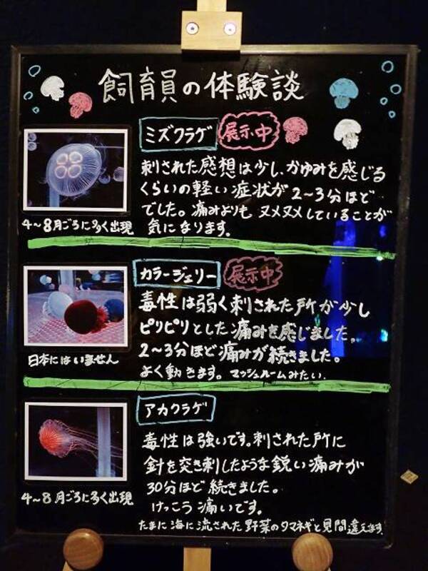 飼育員さん体張りすぎ 水族館の クラゲに刺されてみた 解説文が超アグレッシブ 19年11月12日 エキサイトニュース