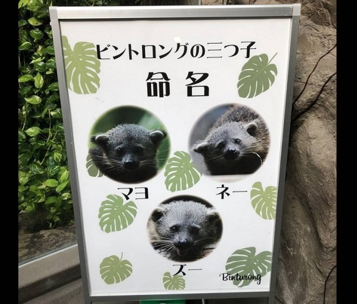 マヨ ネー ズー と三つ子を命名 ネーミングセンスが独特すぎる動物園が話題に 19年11月13日 エキサイトニュース