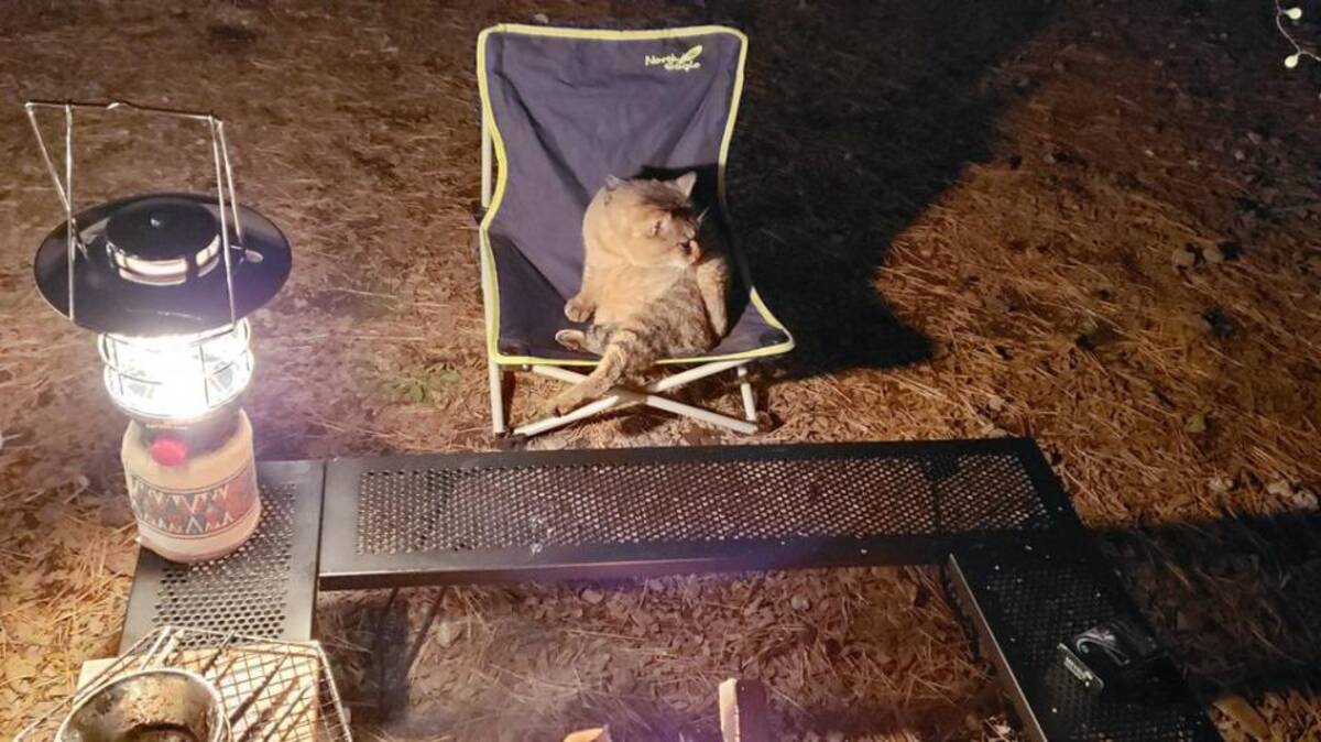 野生のニャンコに椅子を取られた キャンプで珍事 ふてぶてしいけど めちゃくちゃかわいい 19年11月22日 エキサイトニュース