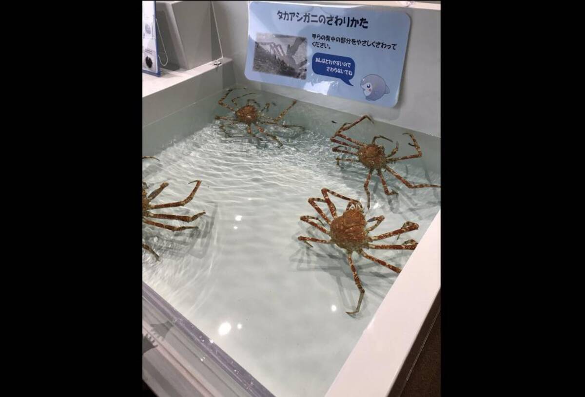 本当にここに手を入れるの 子どもが怯えるカニに触れるプール 水族館に設置の経緯を聞いた 19年11月26日 エキサイトニュース