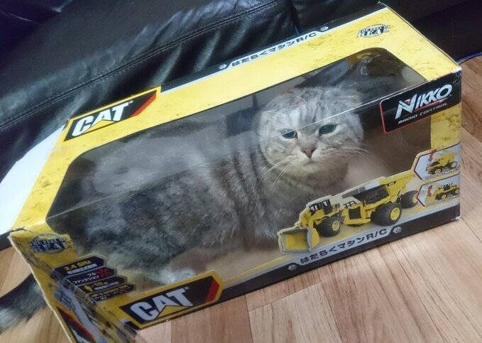 Catにcatが入ってる ラジコンの箱に侵入したネコさん シュールな絵面を作り出してしまう 19年11月27日 エキサイトニュース