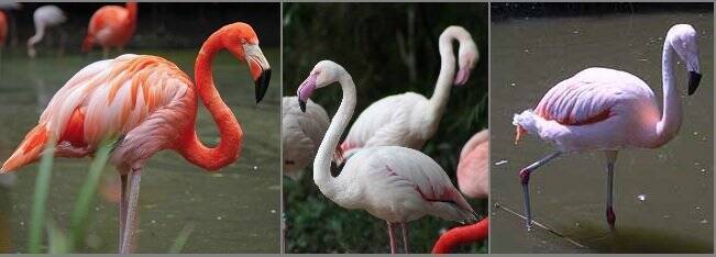 マッチョで学ぶフラミンゴの見分け方 が話題 分かりやすいけどなぜ筋肉 動物園に聞いた 19年12月13日 エキサイトニュース