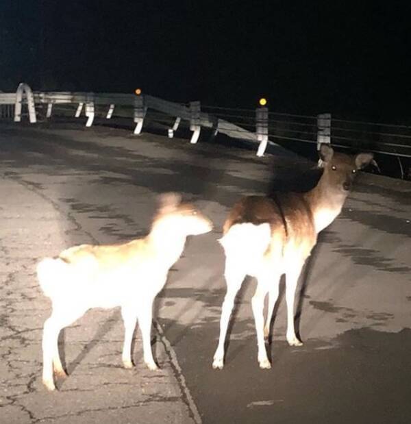 台風被害で 動物園状態 続く奥多摩 日原 マスコミにも忘れられた 住民の嘆き 19年12月24日 エキサイトニュース