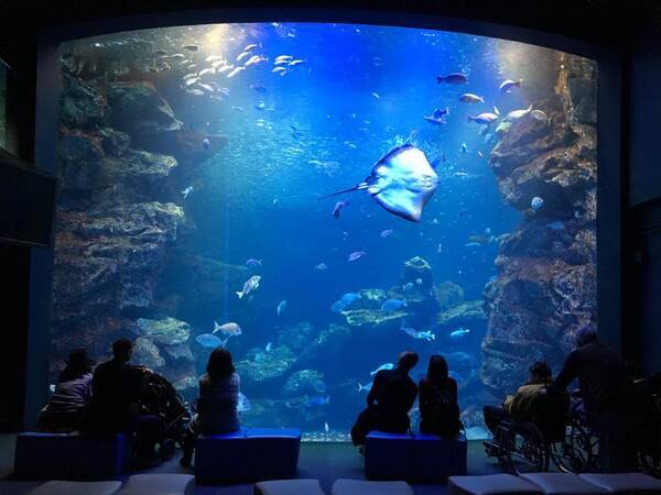 水族館では フラッシュなし が綺麗 スマホ撮影のコツを描いたイラストに反響 年1月24日 エキサイトニュース