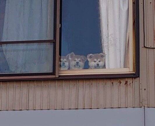 なんで連れてってくれないの 母の散歩を恨めしそうに見送る子犬の表情がこちら 年3月6日 エキサイトニュース