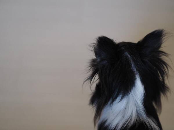 近所の犬に噛まれ うちの娘が大泣き 飼い主に文句を言ったら まさかの言い訳に絶句 兵庫県 50代女性 年3月16日 エキサイトニュース 近所の犬に噛まれ うちの娘が大泣き 飼い主に文句を言ったら まさかの言い訳に絶句 兵庫県 50代女性 年3月16日 エキサイトニュース