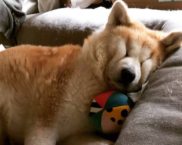 普段は凛々しいのに 眠ると顔がしわくちゃになってしまう秋田犬が発見される 年3月30日 エキサイトニュース
