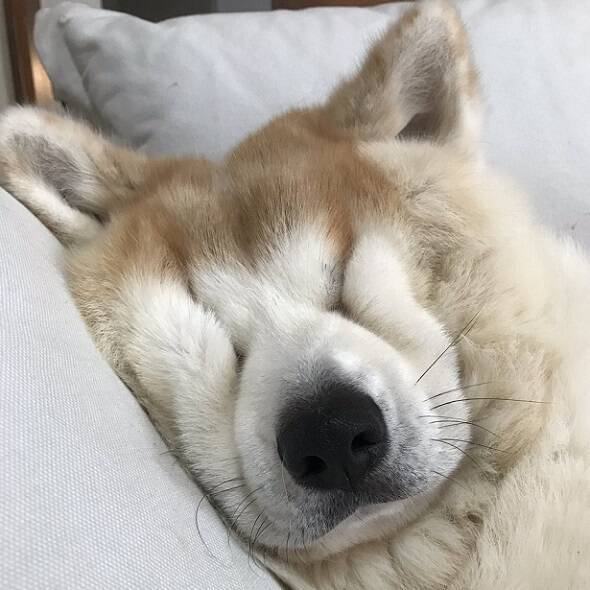 普段は凛々しいのに 眠ると顔がしわくちゃになってしまう秋田犬が発見される 年3月30日 エキサイトニュース