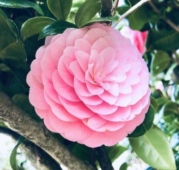 まるで芸術作品 道端に落ちていた花が あまりにも完璧すぎる造形美 だった 年3月31日 エキサイトニュース