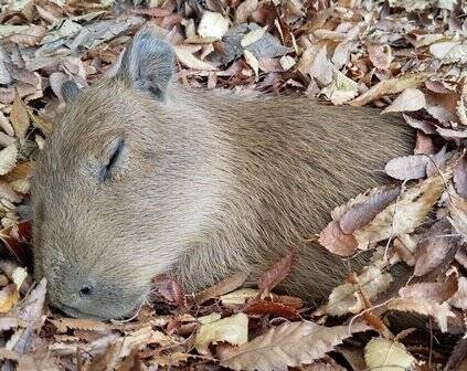 落ち葉のベットでスヤスヤ...　みなさん、カピバラの気持ち良さそうな寝顔を発見できました？