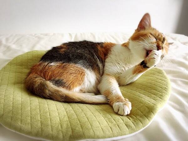 ネコが顔を洗うと雨になる は本当だった ただの迷信ではない その根拠とは 年4月13日 エキサイトニュース