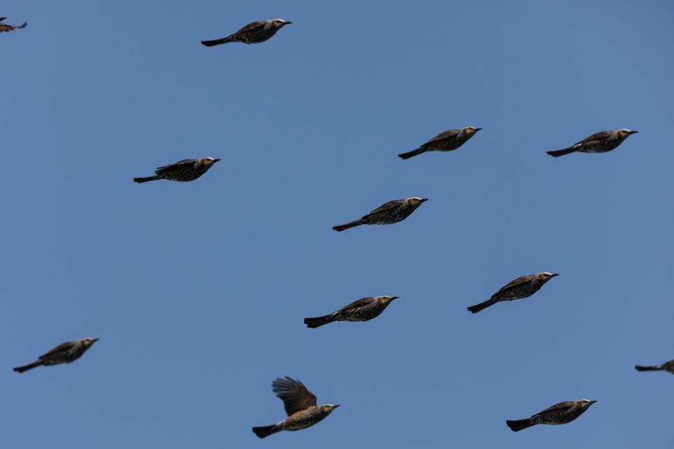 空を舞う鳥の群れを撮ったはずなのに まさかの仕上がりに思わず コレジャナイ 年4月14日 エキサイトニュース