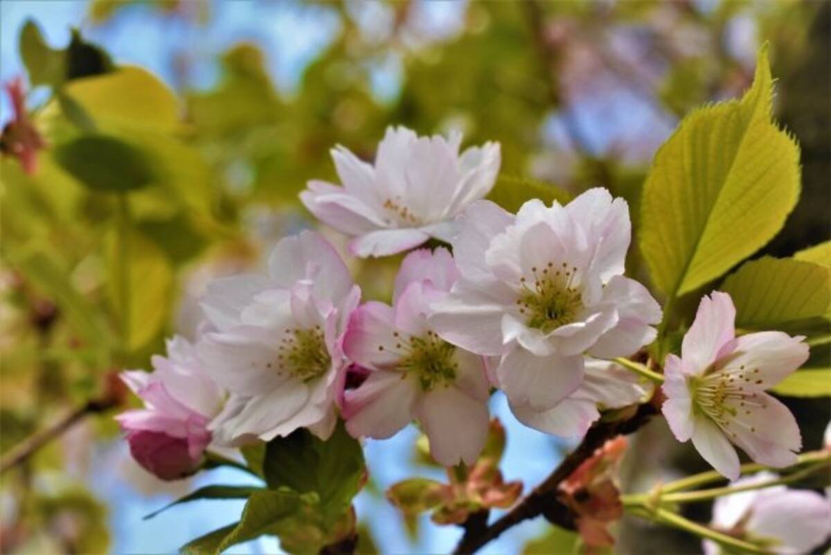 桜はなぜ 葉よりも先に花が咲くの 年4月16日 エキサイトニュース