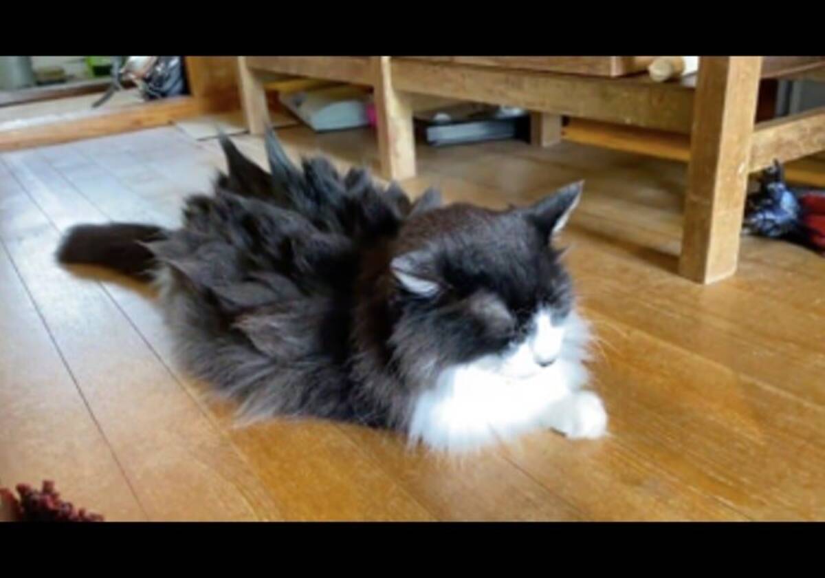 抜け毛のケアをしていたら シド ヴィシャスみたいになった猫の姿がこちら 年5月22日 エキサイトニュース