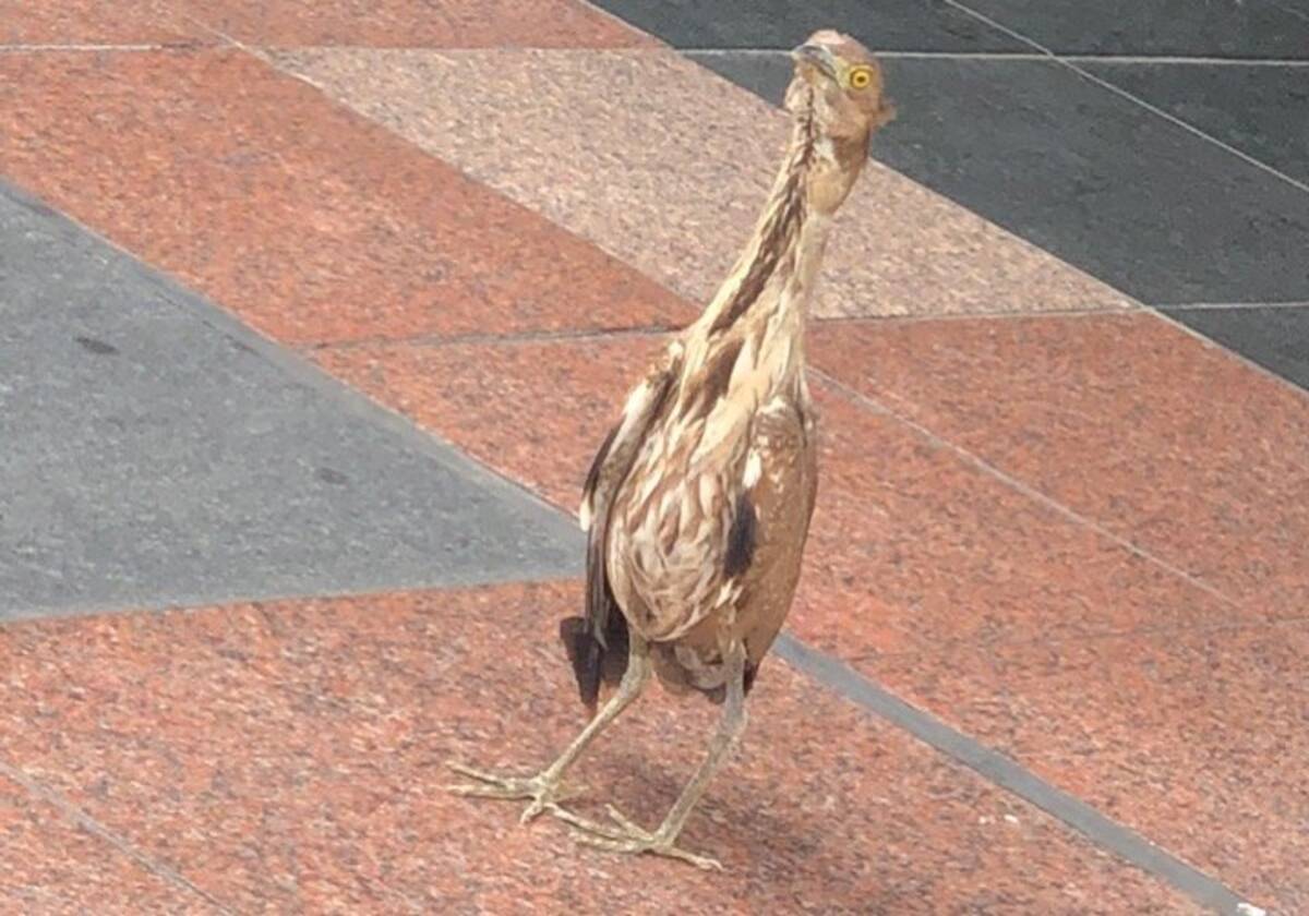 なぜこんな場所に Jr新宿駅前に現れた謎の鳥 まさかの絶滅危惧種だった 年6月23日 エキサイトニュース