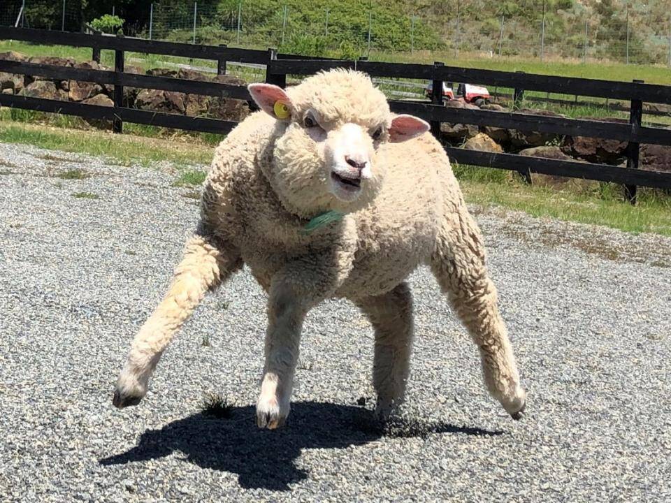 もう二足歩行にしか見えない 兵庫の動物園で発見された マッチョ羊 に騒然 公式がまさかのイラスト化 2020年7月10日 エキサイトニュース