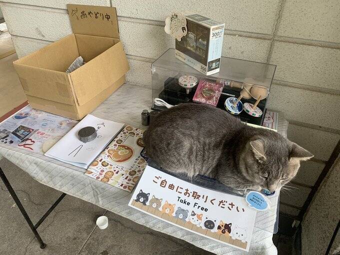 え お持ち帰りしていいの 絶妙すぎる位置でくつろぐ猫に注目 どういう状況 駅に聞いた 年7月16日 エキサイトニュース