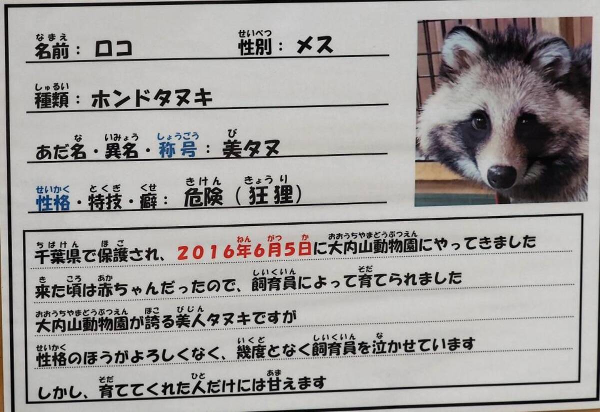 このタヌキは 狂狸 きょうり です 動物園の斬新すぎる紹介文が話題に 本当はどんな子 飼育員に聞いてみた 年7月23日 エキサイトニュース