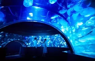 神秘のベールに包まれた クラゲ の魅力を飼育員が解説 15年8月12日 エキサイトニュース