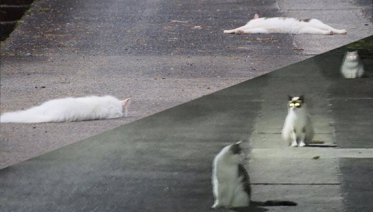 暑さでとけてしまった猫 が激写される 大丈夫 と思うけど 夜になると ムクッ 年8月6日 エキサイトニュース 暑さでとけてしまった猫 が激写される 大丈夫 と思うけど 夜になると ムクッ 年8月6日 エキサイトニュース