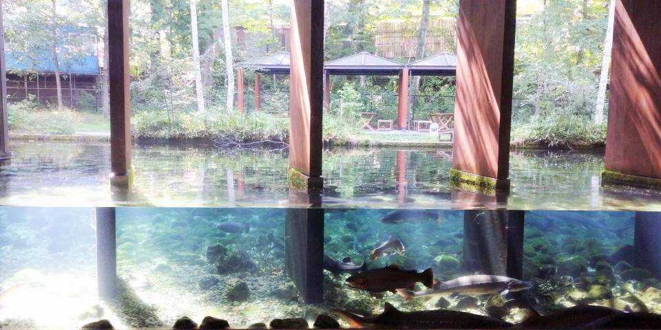 魚が地中を泳いでる 富士山麓にある 森の中の水族館 が完全にファンタジーの世界だった 年8月26日 エキサイトニュース