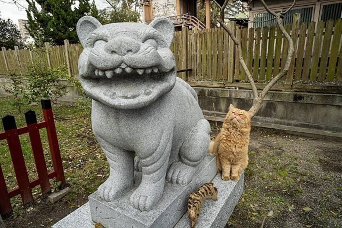 阿 の隣で負けじと 吽 とある神社で発見された可愛すぎる 狛猫 がこちら 年9月1日 エキサイトニュース