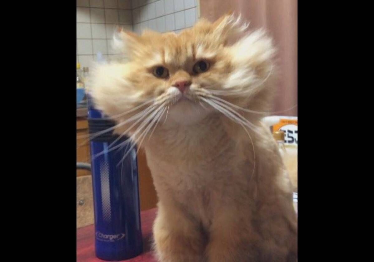 まるでスーパーサイヤ人だ ヘアスタイルが爆発しちゃったニャンコに注目集まる 威厳がすごい 王者の風格 年9月2日 エキサイトニュース 2 2