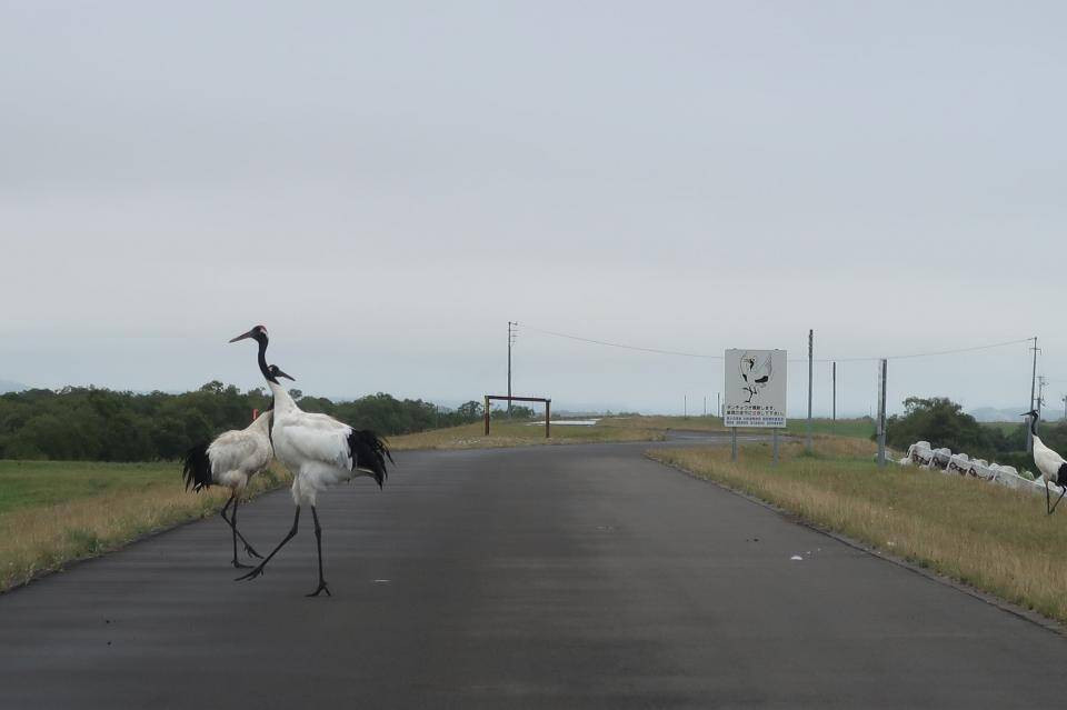 看板 タンチョウが横断します まさかの ご本人登場 に衝撃広がる 北海道ではあるある 国交省に聞いた 年9月6日 エキサイトニュース