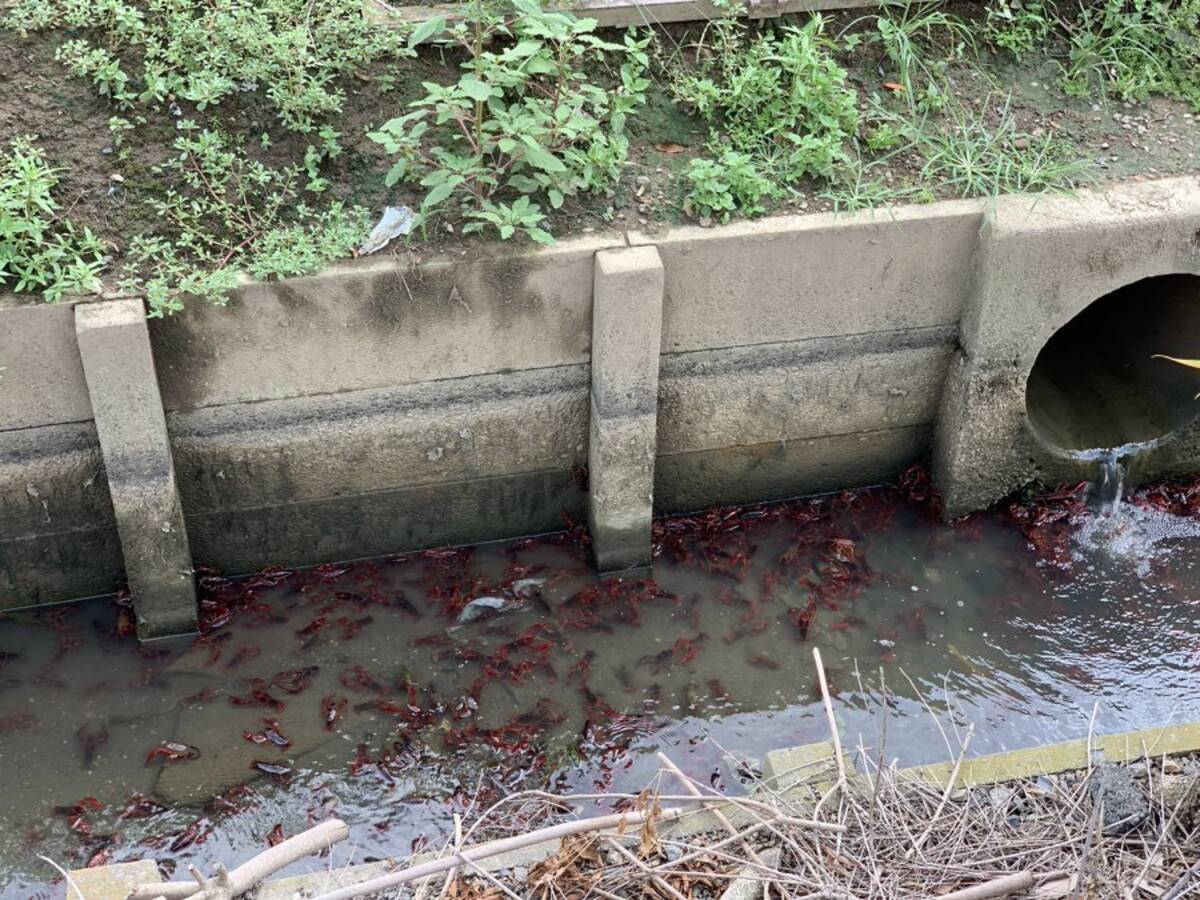 水の中に赤い影がウジャウジャ 埼玉で大量発生したザリガニに注目集まる 美味しそう 食べ放題じゃん 年9月7日 エキサイトニュース