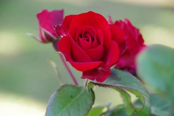 綺麗なバラに トゲがあるのは一体なぜ 年10月4日 エキサイトニュース