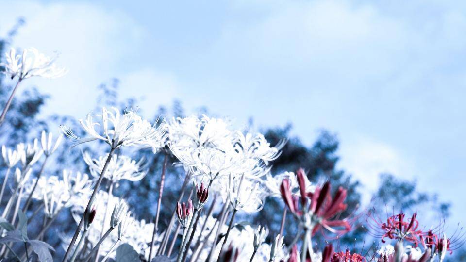 まるで雪の花だ 彼岸花の名所に広がる幻想風景に 白銀の世界みたい ほろりと涙が 年10月4日 エキサイトニュース