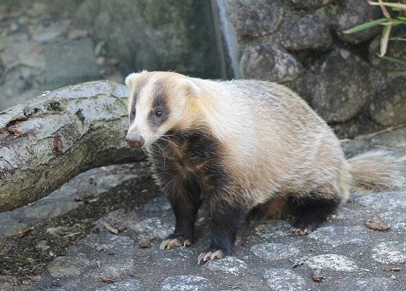 この動物はタヌキ ムジナ 法学部生なら思わず反応してしまう動物園の掲示がこちら 2020年10月13日 エキサイトニュース
