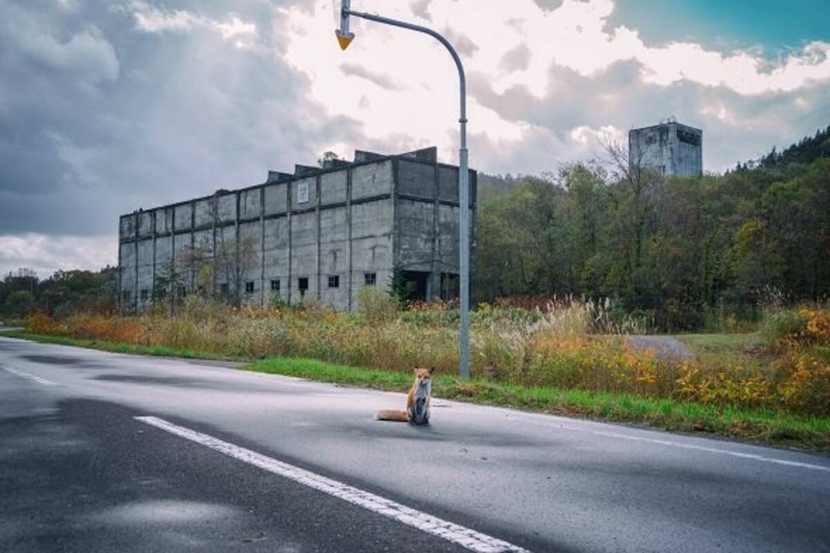 寂れた炭鉱設備 道路に佇む1匹のキタキツネ 北海道の廃れた世界 を映した写真に反響 年10月17日 エキサイトニュース