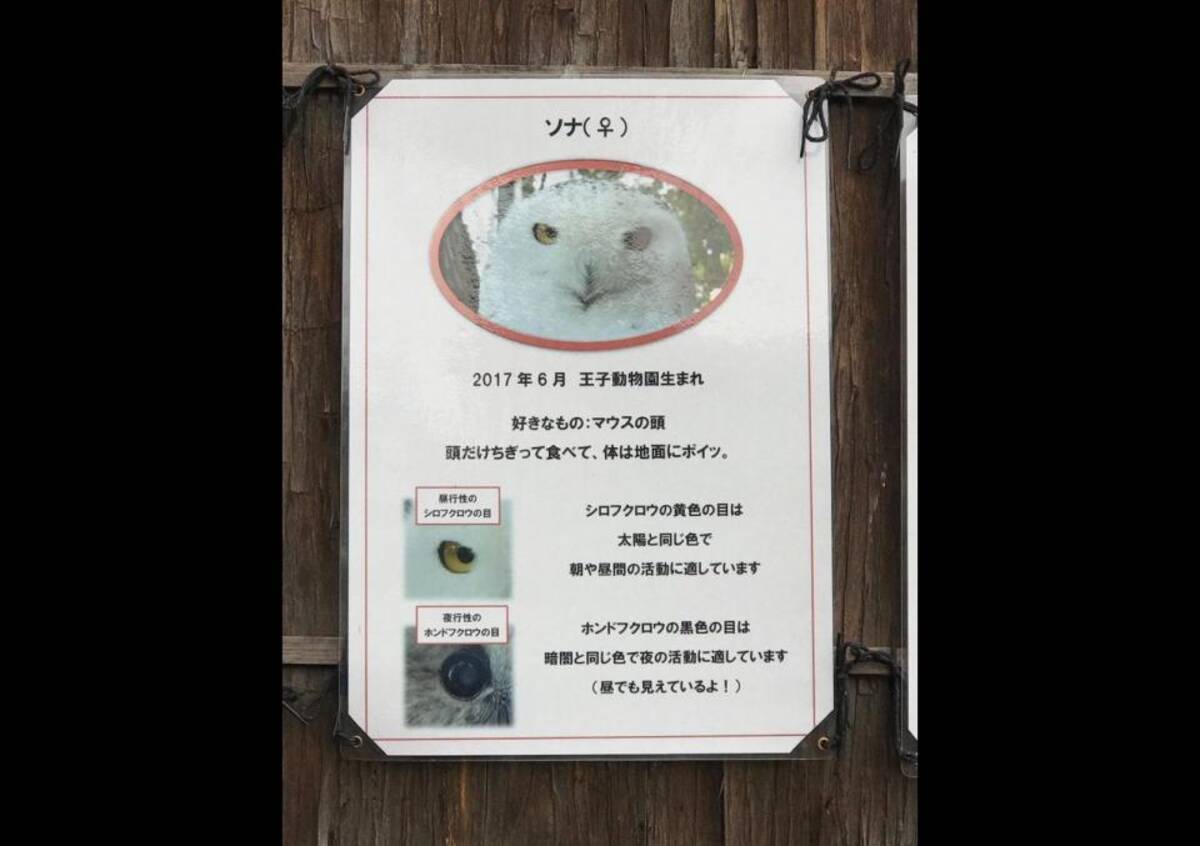 頭だけちぎって食べて さすがに生々しすぎ 王子動物園のフクロウ解説文が 恐ろしい と話題に 年11月2日 エキサイトニュース