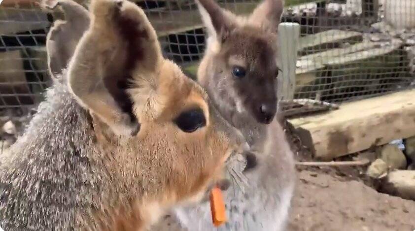 ワラビー にんじんおいしいなぁ まさかの展開 可哀想だけどかわいい弱肉強食動画が話題に 年10月30日 エキサイトニュース