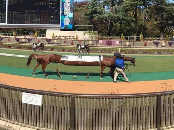 競馬場のパドックをパノラマ撮影した結果 とんでもなく強そうな馬が爆誕してしまった 年11月10日 エキサイトニュース