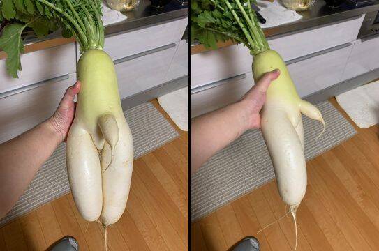 下半身が立派すぎる大根が発見される 年12月4日 エキサイトニュース